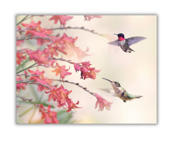 Hummingbirds